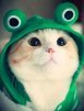 catman