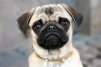 Pug228ImStar