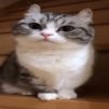 Cat_in_game